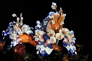 ../foto/ridottexsito/289_77_Harlequin Shrimp.jpg